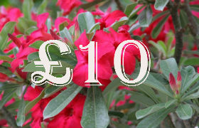 (image for) £10.00 Gift Certificate - Click Image to Close